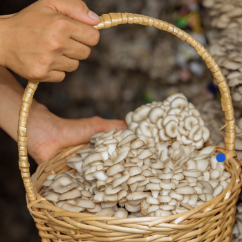 Sweden - Mushroom Farms