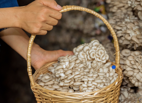 Sweden - Mushroom Farms